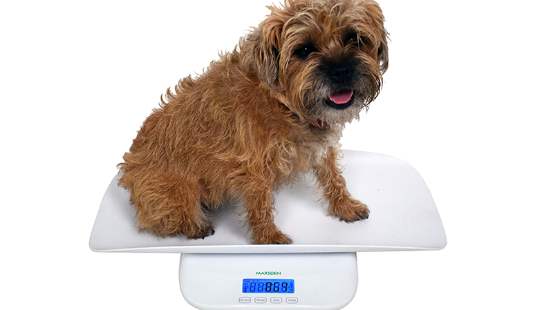 Could takeaways and alcohol be fuelling pet obesity?