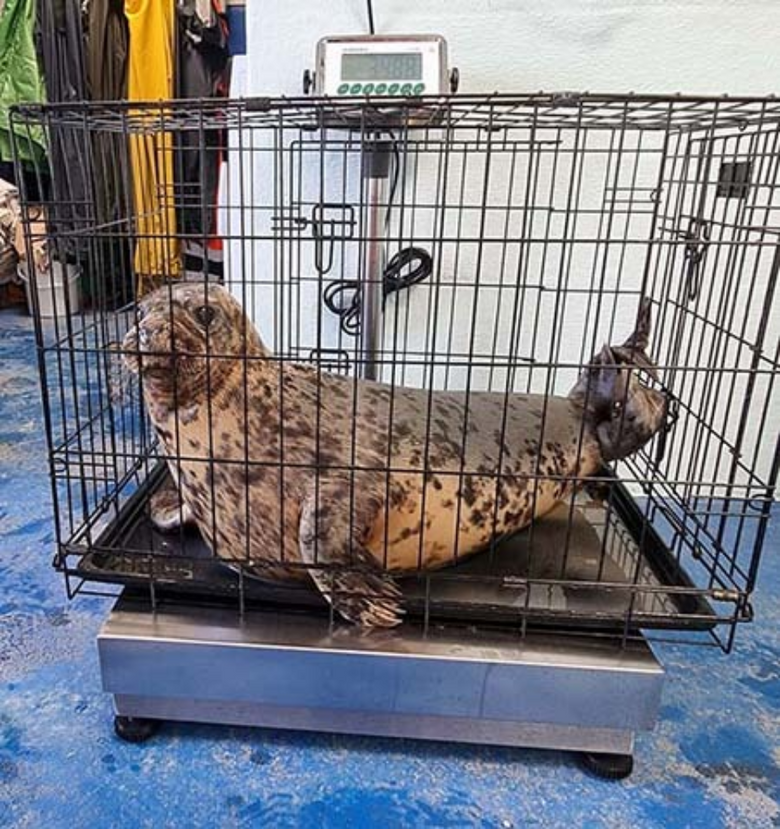 Tynemouth Seal Hospital - Marsden Scales Receive the Seal of Approval