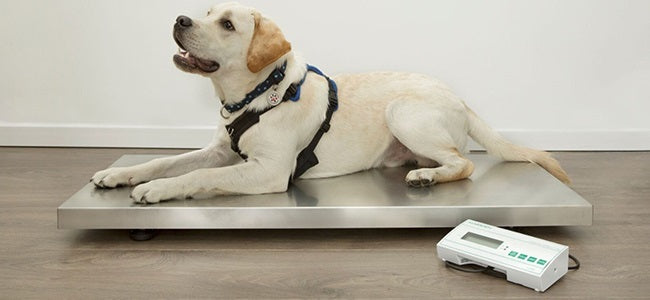 A quick guide to help choosing the right animal scales