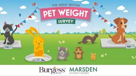 Lack of portion control could be contributing to pet obesity (Survey)