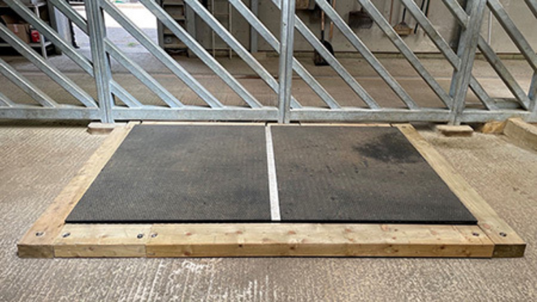 Chessington World of Adventures - Weighing White Rhinos, the Marsden Way