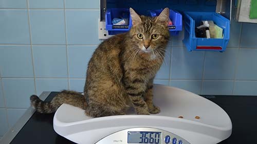 Marsden V-22 Finds A Home At Oxfordshire Animal Sanctuary