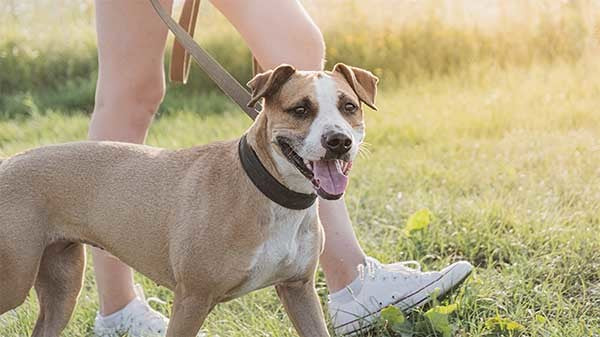 Help Reduce Pet Obesity (Free Download Healthy Dog Guide)