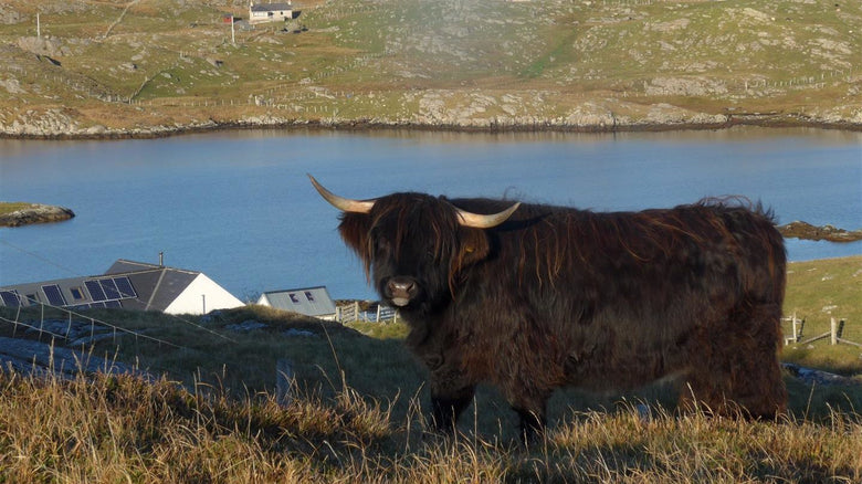 Buyer's Guide: Weighing scales for farms and best solution