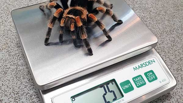 How Do Zoos Weigh Their Animals?