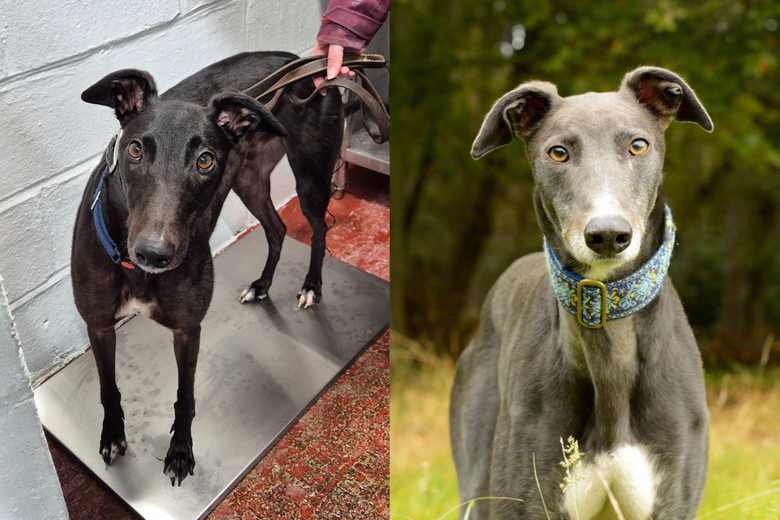 How we raced to the rescue of Yarmouth Greyhound Homefinders