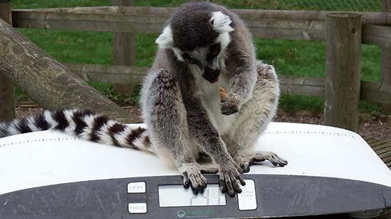 Why Is It Important to Weigh Animals?