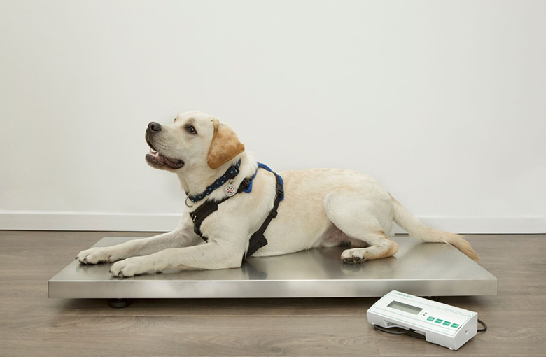 Buyer's Guide: Veterinary Scales