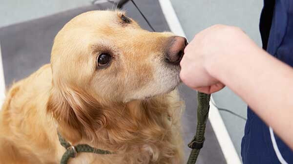 Why pet owners are advised to weigh pets every month