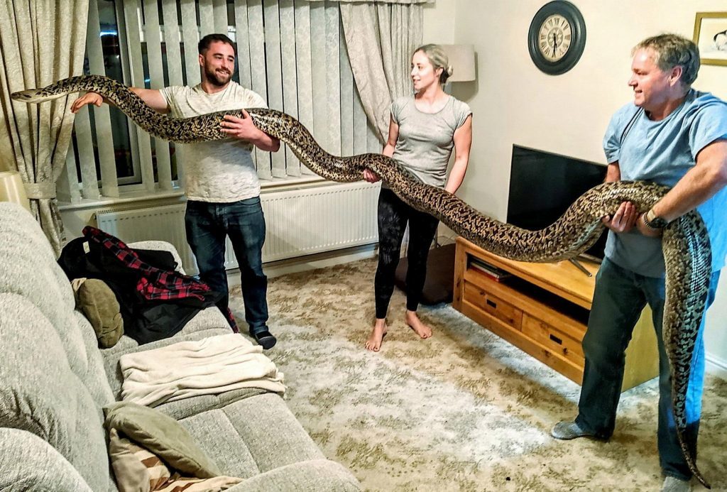 Hexxie the world's biggest burmese python