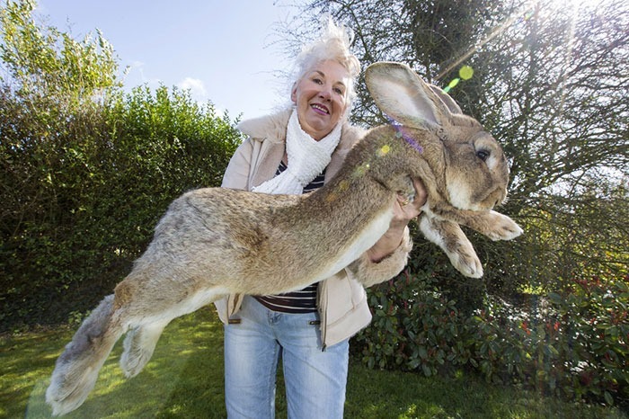 Darius the world's biggest bunny