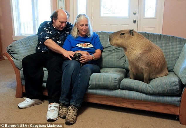 Gabby the world's biggest capybara