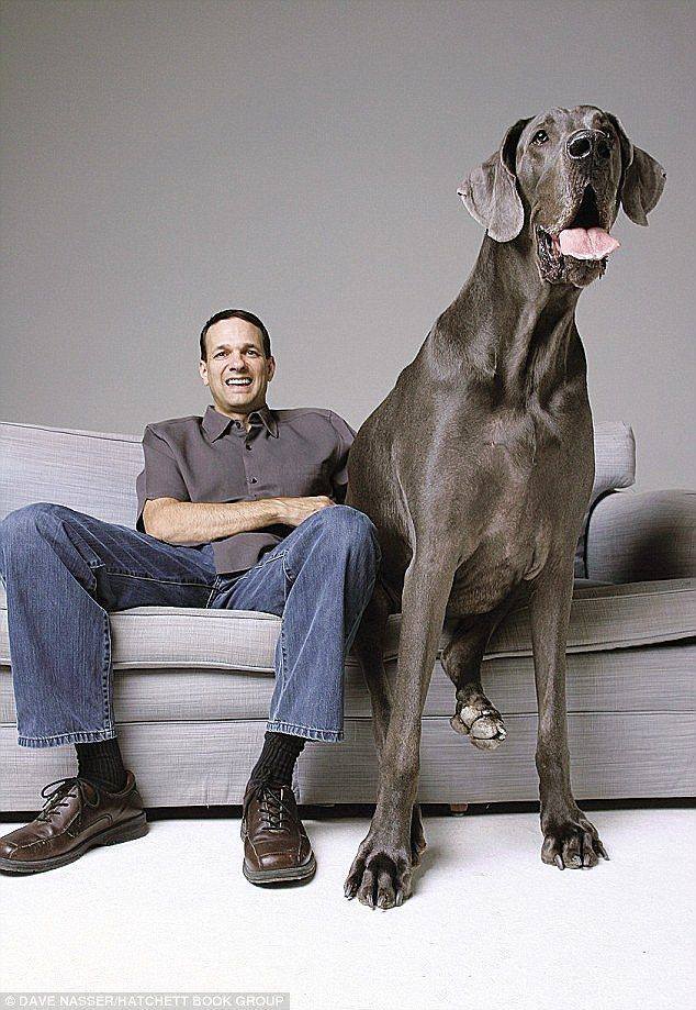 Giant George the world's tallest dog