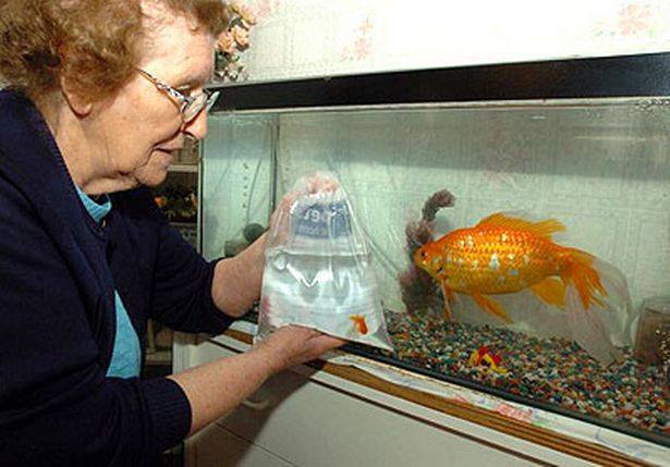Goldie the giant goldfish
