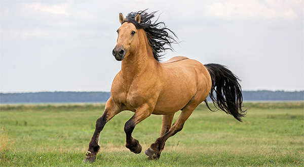 What Is a Healthy Weight for My Horse?