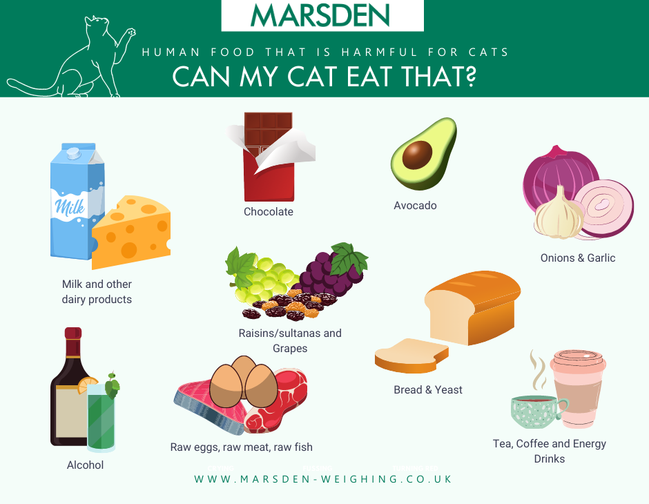 Human Foods that are harmful for cats