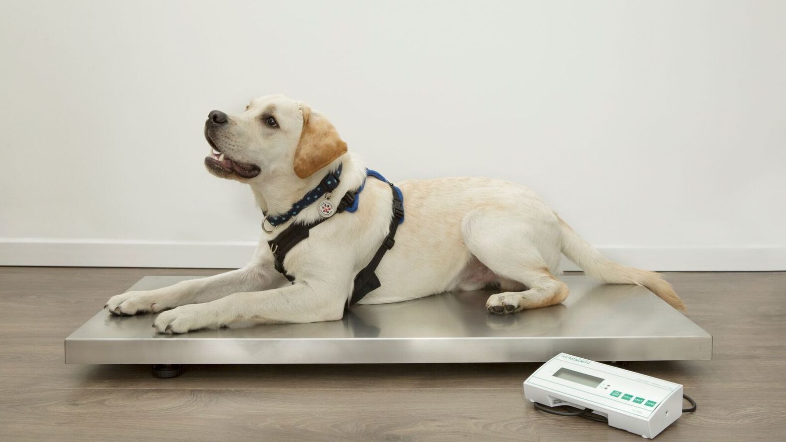 Marsden V-250 Veterinary Scale donations helps combat PTSD