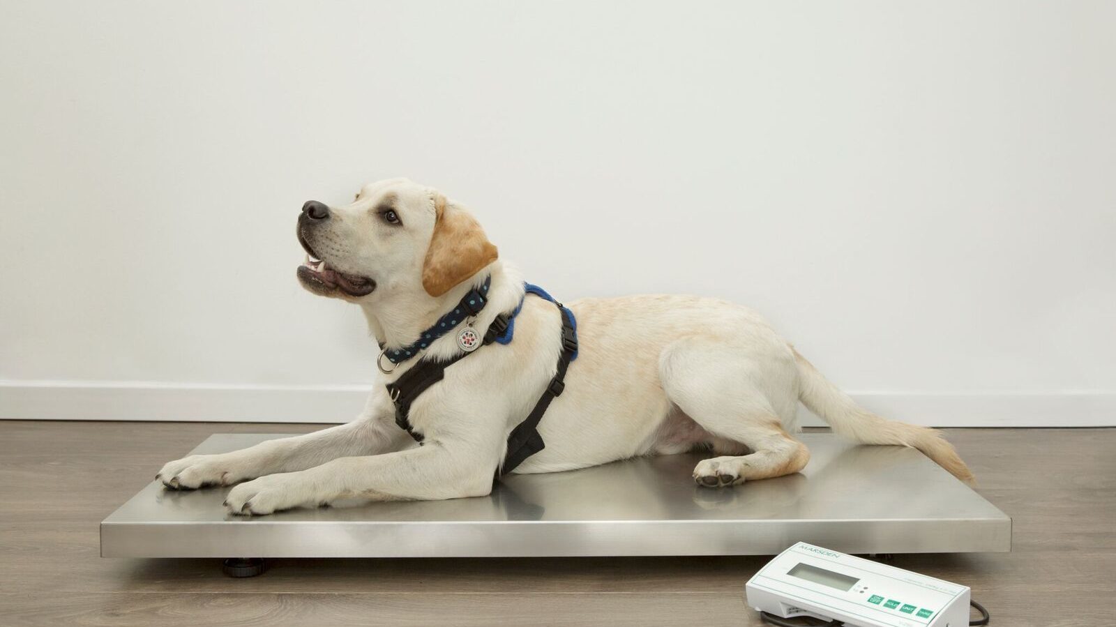 We donated a V-250 Veterinary Scale to mental health charity