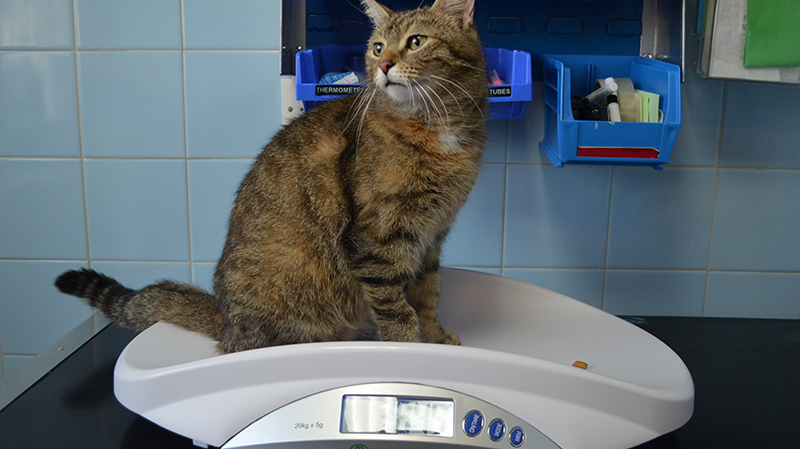 Why do vets need accurate weighing scales?