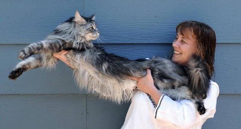 Stewie the world's longest cat