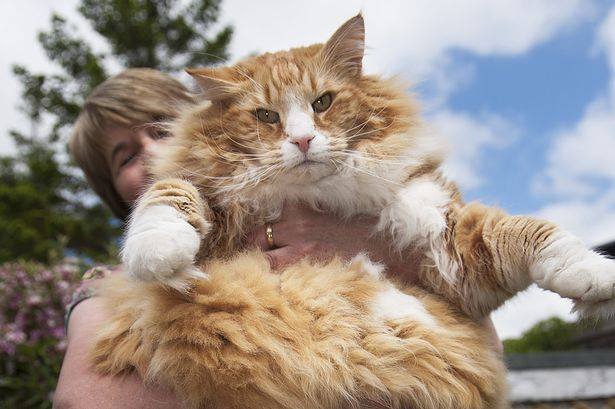 World Records for the Heaviest Pets | Marsden Weighing