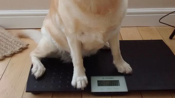 Buyer's Guide: Weighing scales for dogs