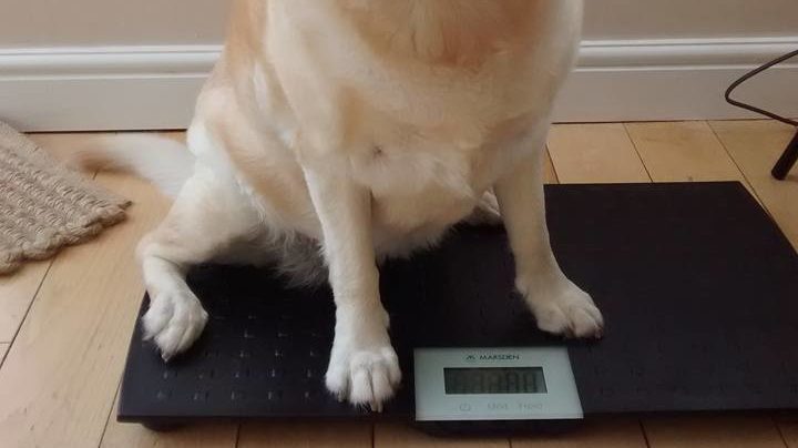 Pet Scale