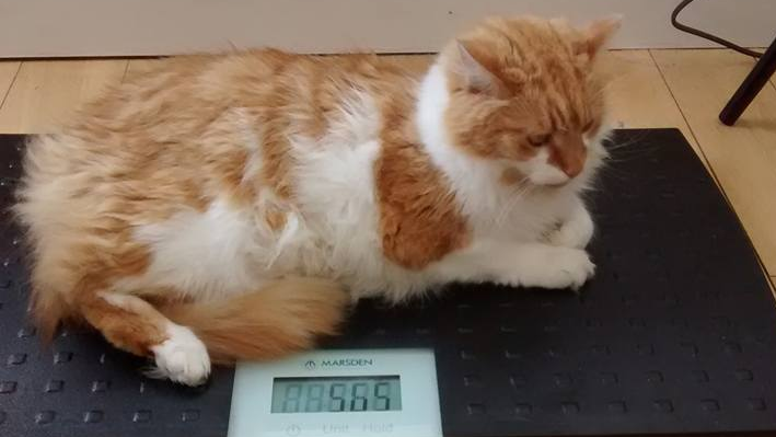 Marsden V-100 Makes Mobile Pet Weighing Easier