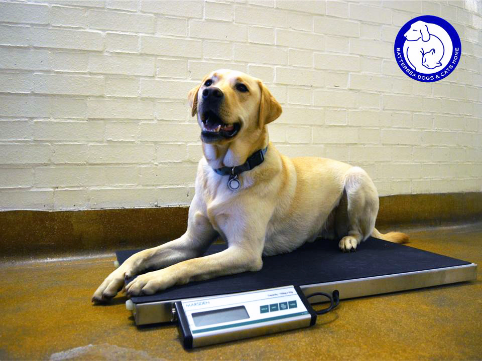 V-150 Helps Keep Battersea Dogs Happy and Healthy