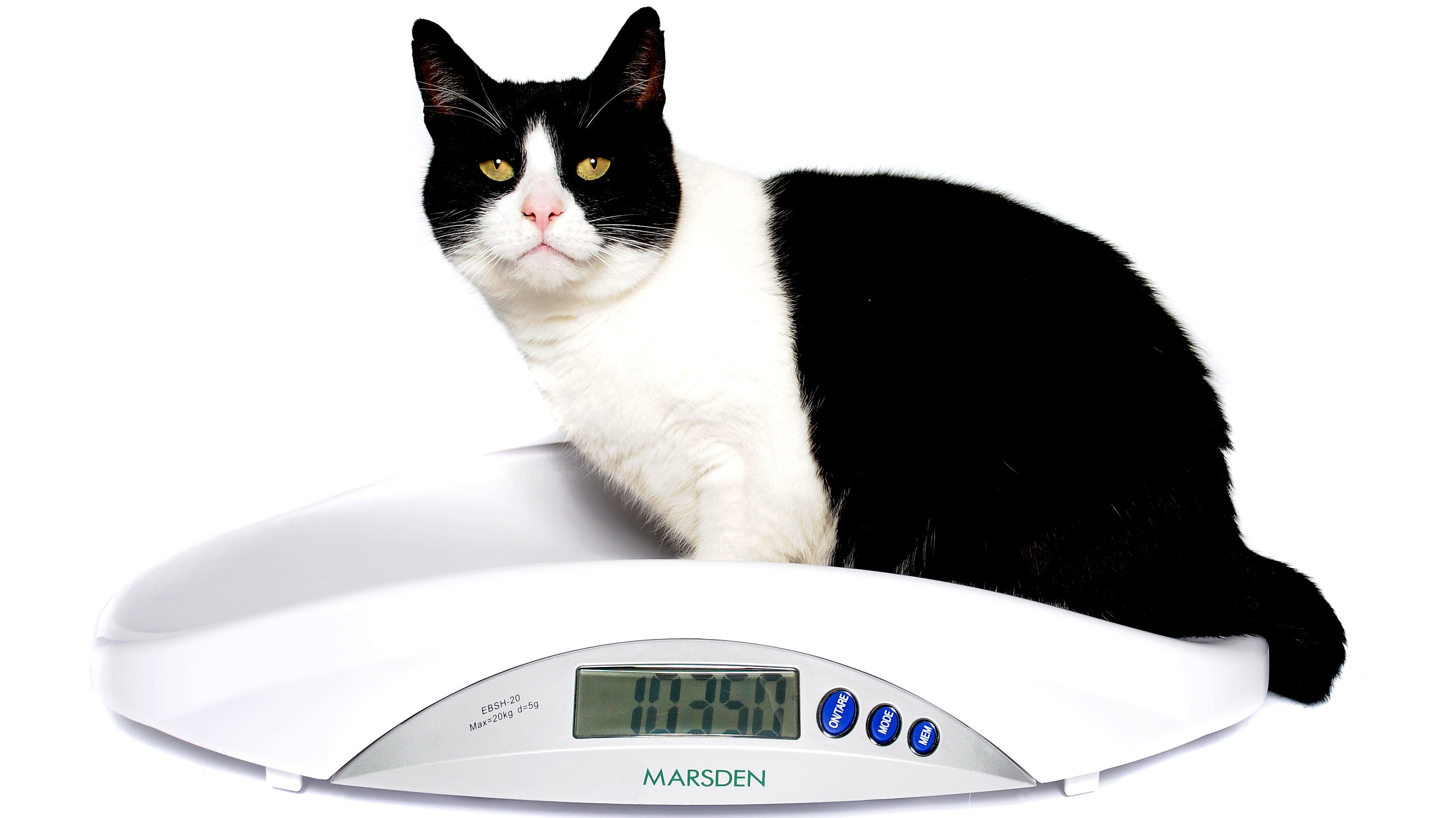 Is my cat overweight? 5 Ways to make sure your cat is a healthy weight