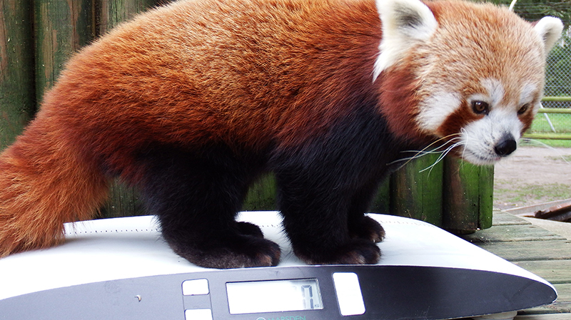 Why recording the weights of zoo animals is important (Video)