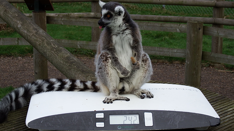 Buyer’s Guide: Weighing Scales for Zoos