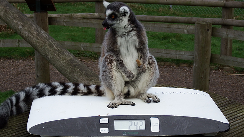 Why zoo weigh-ins could help conservation in the wild