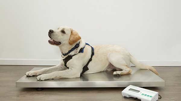 How to Weigh Your Dog at Home, Marsden Weighing