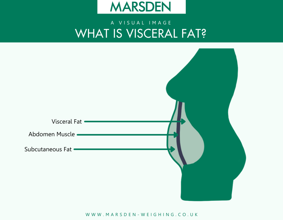 Graphic showing the location of visceral fat and subcutaneous fat to help understand how the fat body type is formed
