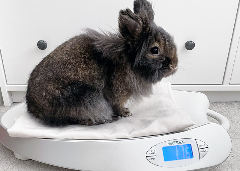 why should domestic animals be weighed regularly