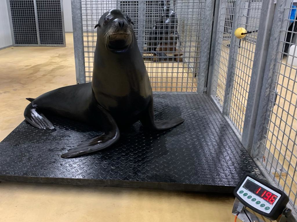 Sealion on Marsden Weighing Scale at Yorkshire Wildlife Park
