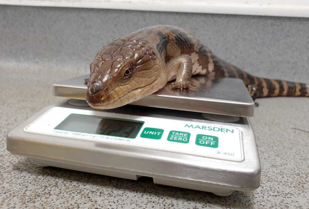 Blue tongued skink on Marsden weighing scale