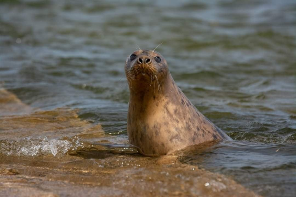 Tynemouth Seal Hospital - Marmalade