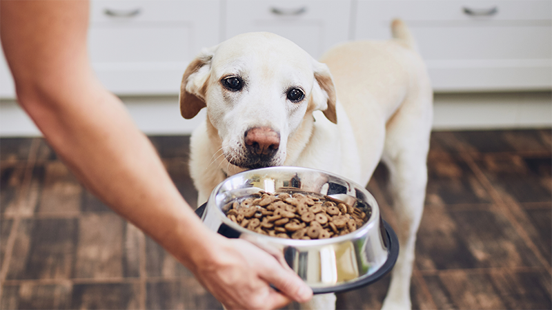 How Much Should I Feed My Dog?