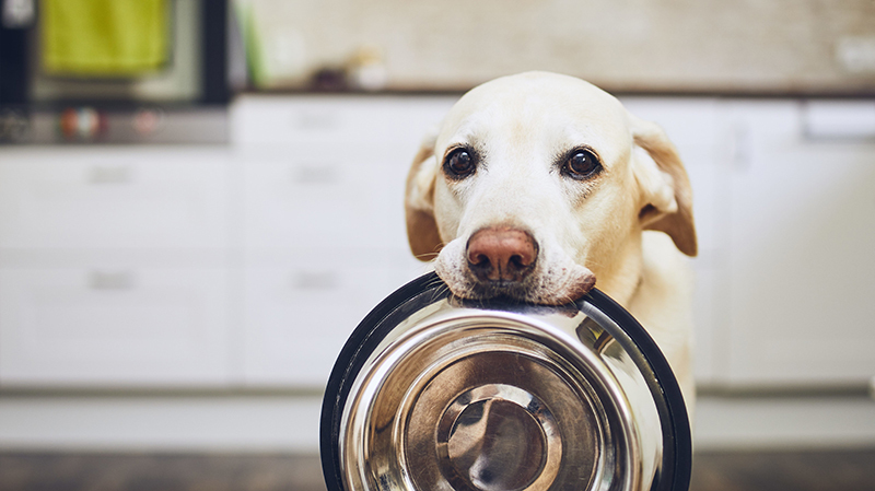 Resist begging and weigh out food to combat pet obesity