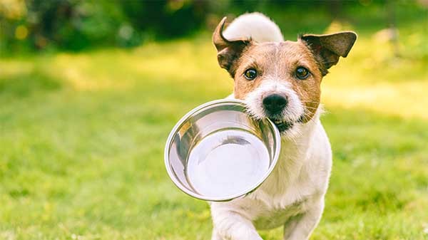 5 tips for helping your pet lose weight
