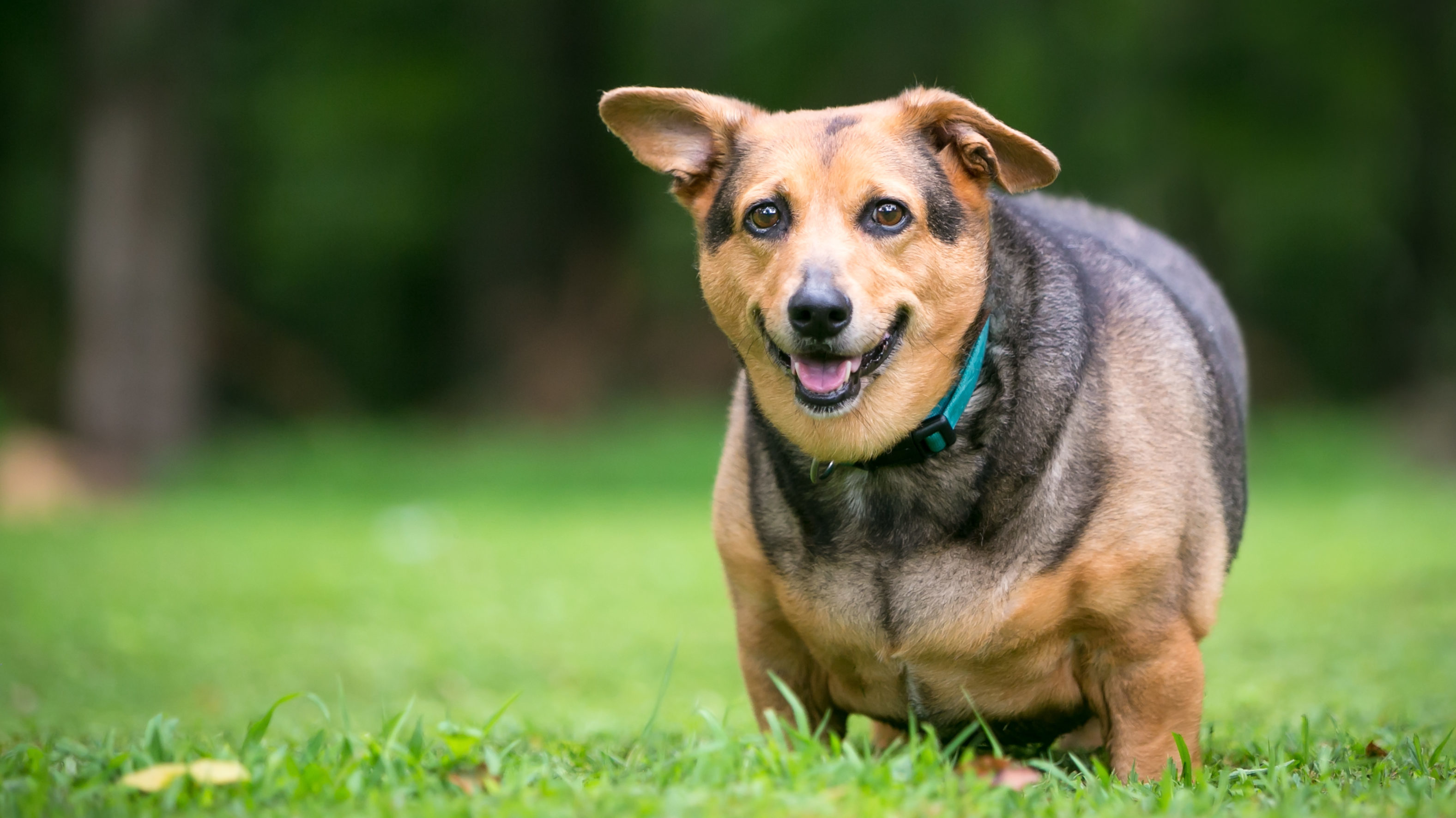 What Is a Healthy Weight for My Dog?