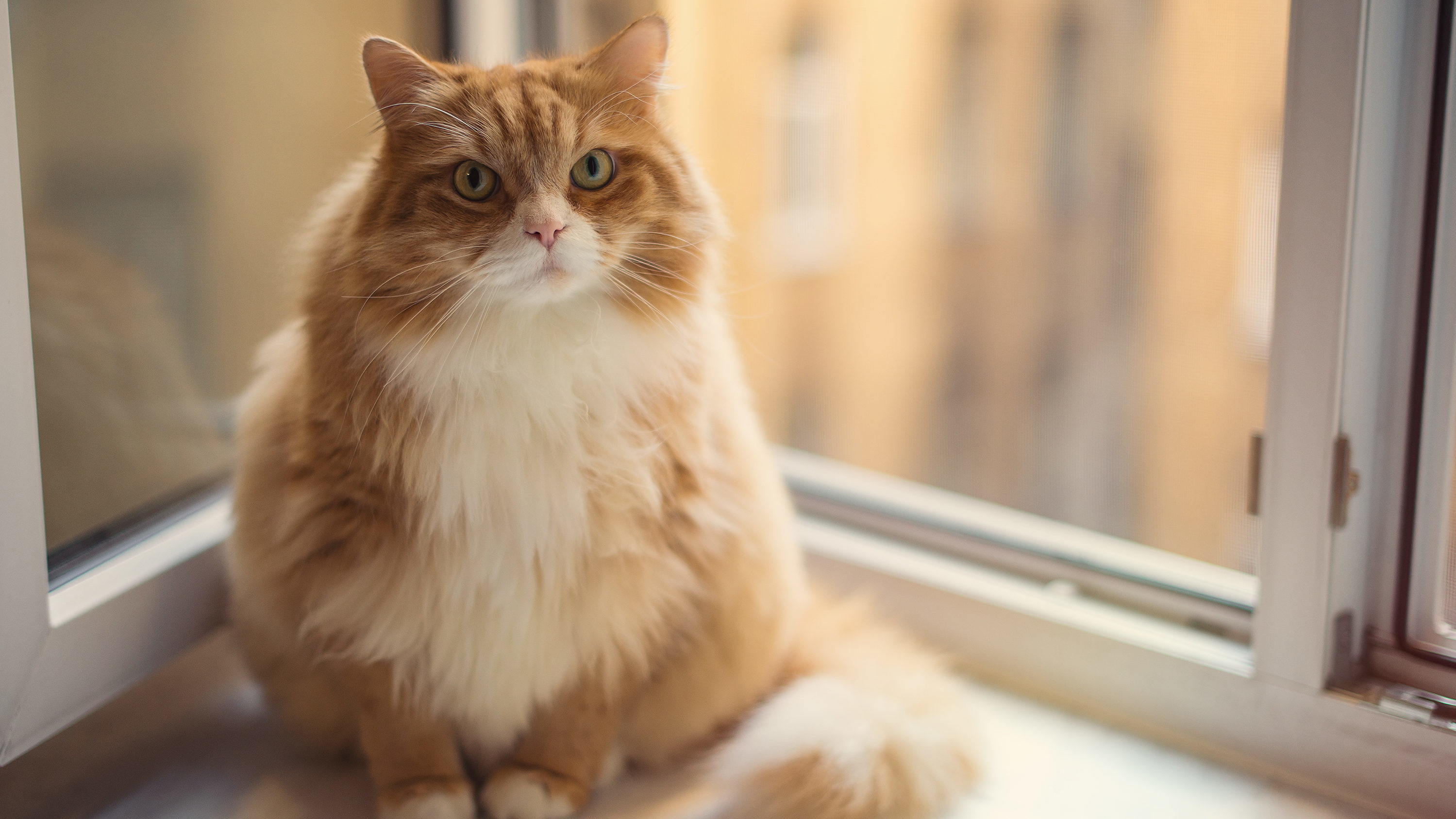 Our survey suggests over half of pets are overweight