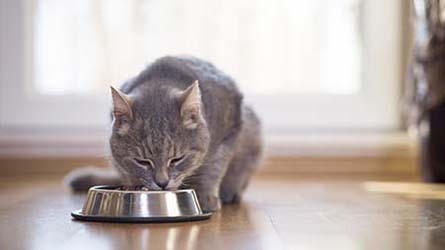 What Is a Healthy Weight for My Cat?