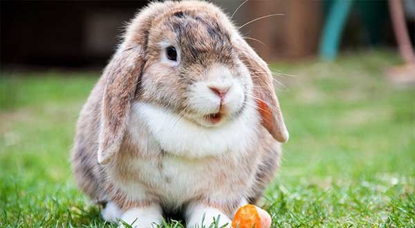 What Is a Healthy Weight for My Rabbit?