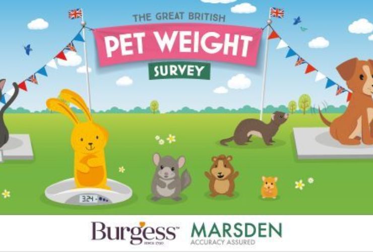 Lack of portion control could be contributing to pet obesity (Survey)