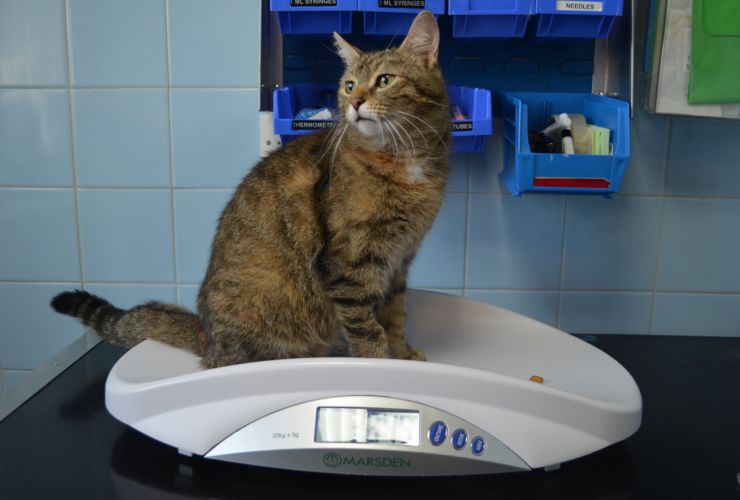 Why do vets need accurate weighing scales?