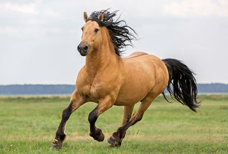 What Is a Healthy Weight for My Horse?