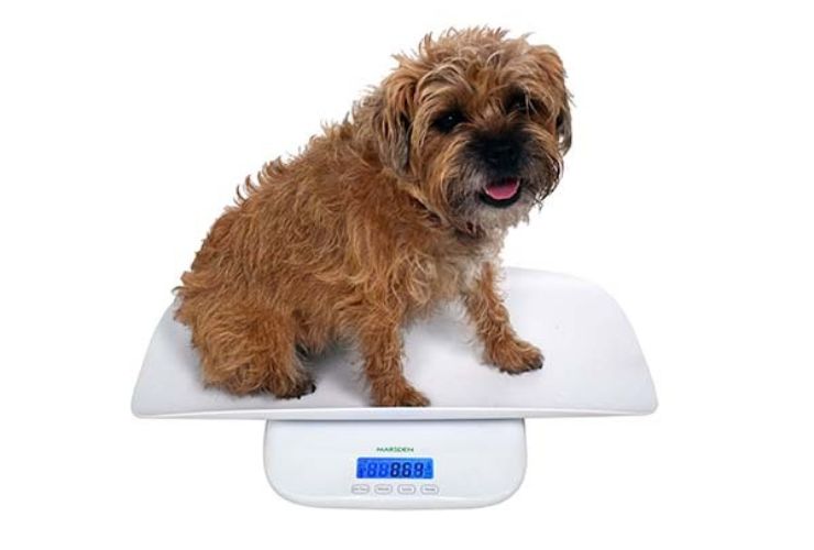 Could takeaways and alcohol be fuelling pet obesity?